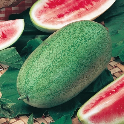 Picture of Watermelon Charleston Gray